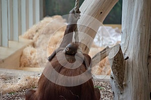 Orangutan carrying baby on its back in the Vienna zoo