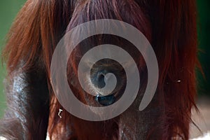 Orangutan Chewing on Plastic photo