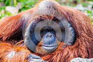 Orangutan in chiangmai zoo chiangmai Thailand