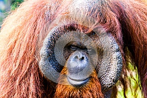 Orangutan in chiangmai zoo chiangmai Thailand