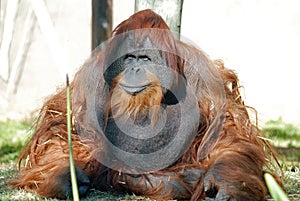 Orangutan Chimpanzee