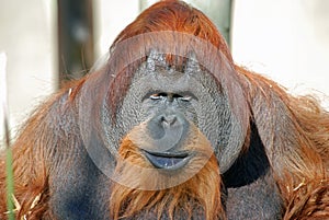 Orangutan Chimpanzee