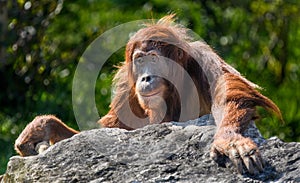 Orangutan