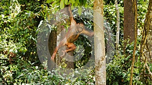 Orangutan climbing on trees, Borneo, Malaysia, Sepilok.