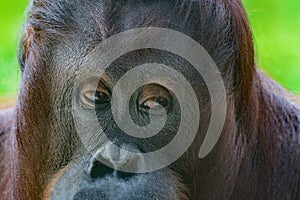 Orangutan close-up