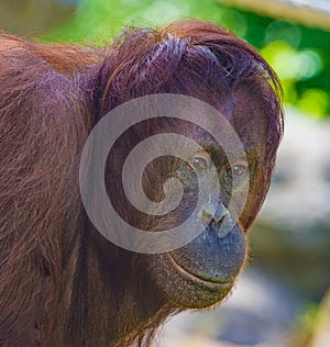 Orangutan close-up