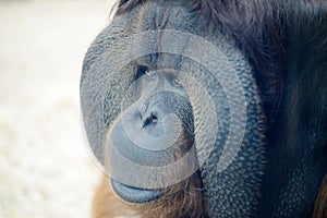 Orangutan closeup