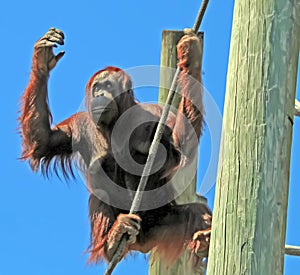 Orangutan Counting His Fingers