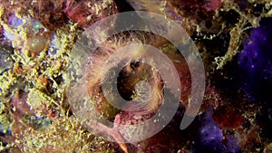 Orangutan crab Lembeh strait Indonesia