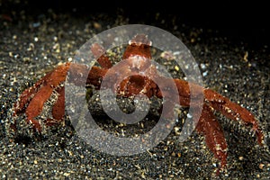 orangutan crab on sand