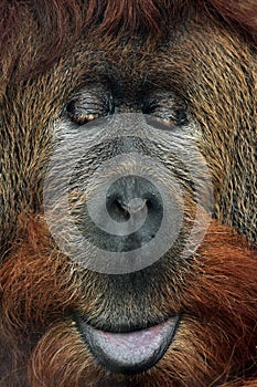 Orangutan cross hybrid