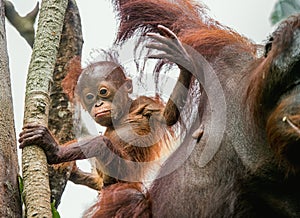 Orangutan cub