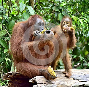 Orangutan mother and cub eating. In a natural habitat area. Bornean orangutan Pongo pygmaeus wurmbii in the wild nature. Rainf photo