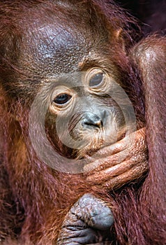 Orangutan cub at mother on a breast. Mother orangutan and cub in a natural habitat. Bornean orangutan Pongo  pygmaeus wurmbii in