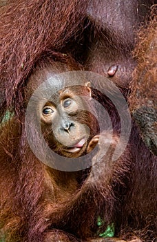 Orangutan cub at mother on a breast. Mother orangutan and cub in a natural habitat. Bornean orangutan Pongo  pygmaeus wurmbii in