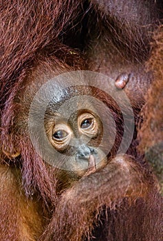 Orangutan cub at mother on a breast. Mother orangutan and cub in a natural habitat. Bornean orangutan Pongo  pygmaeus wurmbii in