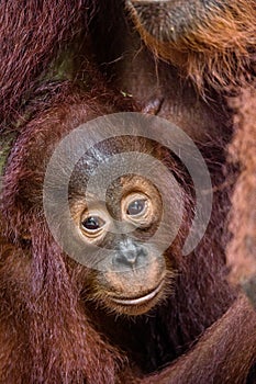 Orangutan cub at mother on a breast. Mother orangutan and cub in a natural habitat. Bornean orangutan Pongo  pygmaeus wurmbii in