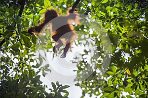 Orangutan cub on the tree.Baby orangutan (Pongo pygmaeus). The cub silhouette of an orangutan in green krone of trees.