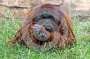 Orangutan - Deep in Thought