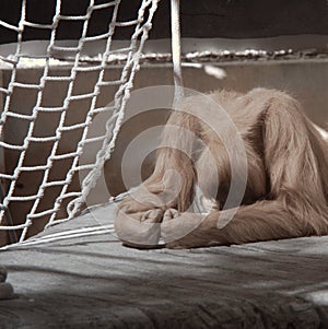 Orangutan Despair