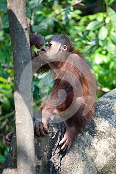 Orangutan drinking milk