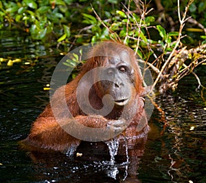 Orangutan drinking water from the river in the jungle. Indonesia. The island of Kalimantan (Borneo).