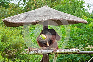 Orangutan eating coconut on a tree hut