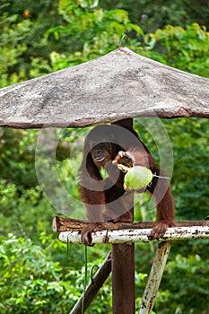 Orangutan eating coconut on a tree hut