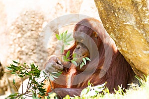 Orangutan eating leaf