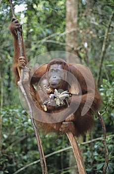 Orangutan embracing young in tree