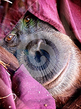 Orangutan face eyes looking