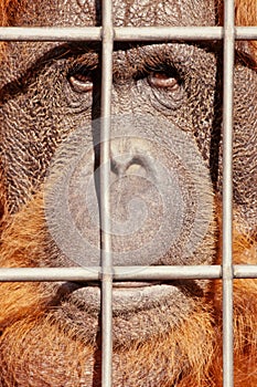 Orangutan face watching from behind steel bars