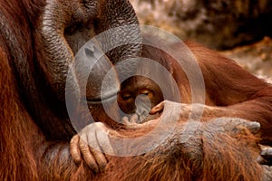 Orangutan Family