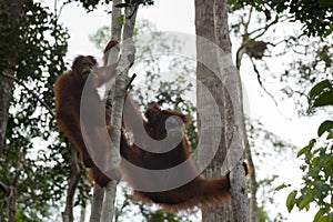 Orangutan Family resting in the trees on their strong paws (Indonesia)