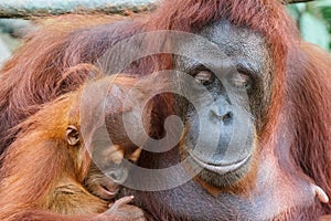 Orangutan family photo