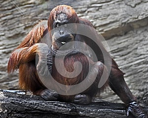 Orangutan female 2