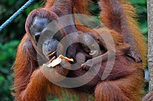 Orangutan Female with Baby