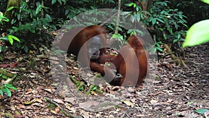Orangutan female with cub in natural habitat