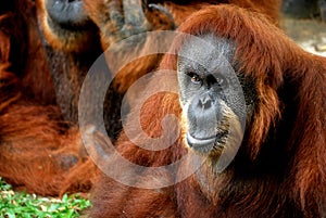 Orangutan focused photo
