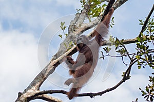 Orangutan in the forest in Borneo