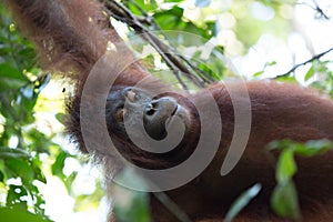 Orangutan in the forest n Borneo