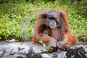 Orangutan great apes photo
