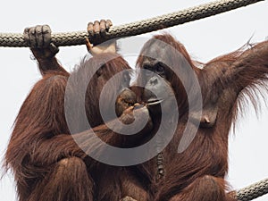 Orangutan Grooming and Communicating Ritual