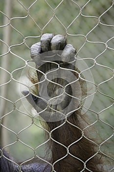Orangutan Hand
