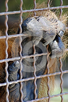 Orangutan hand