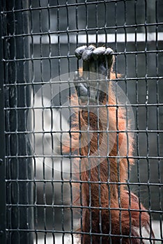 Orangutan hand on a cage cell