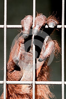 Orangutan hand close-up