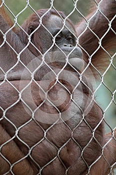 Orangutan Hanging on Chain Links