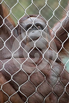 Orangutan Hanging on Chain Links Smiling