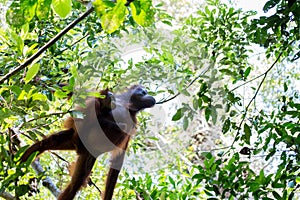 Orangutan hanging in a tree in Borneo